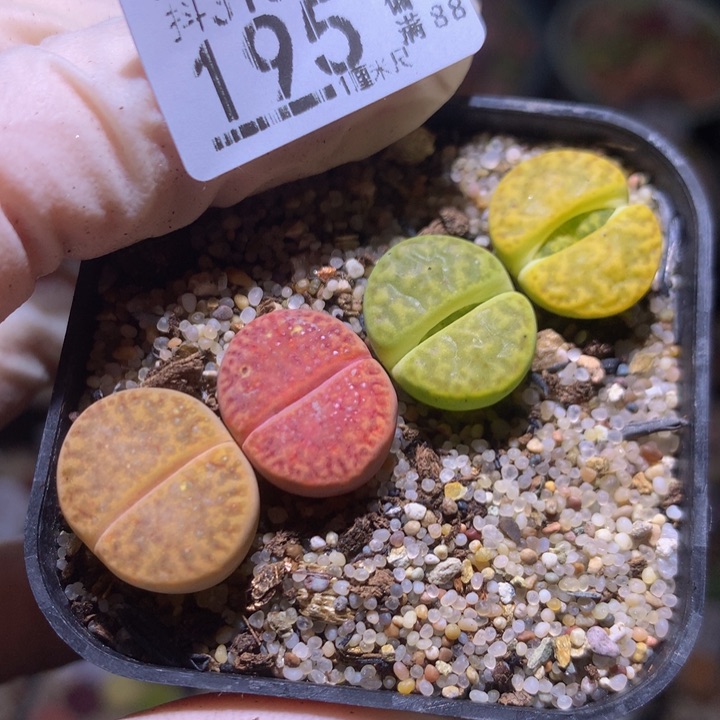 精品生石花310.195