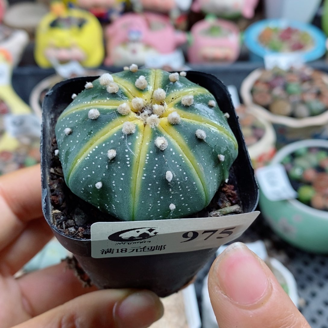 生石花花花花花花花975