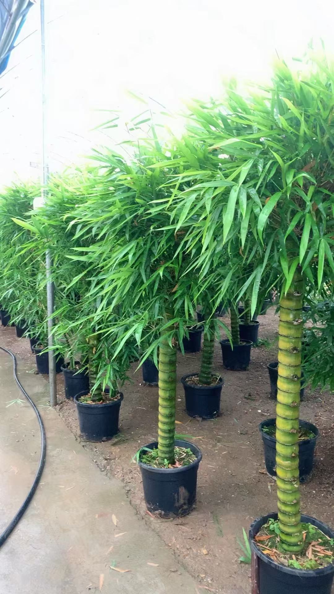 佛肚竹盆栽四季常青好养适合室内外观赏寓意竹报平安