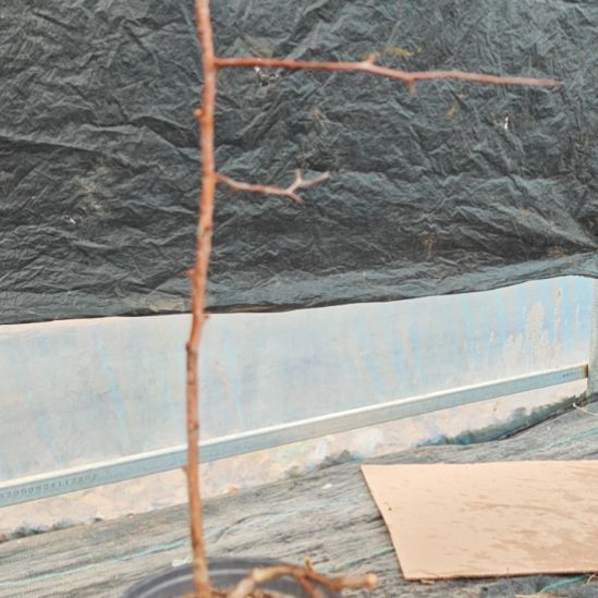 无花朵漂亮好看好看好看好看