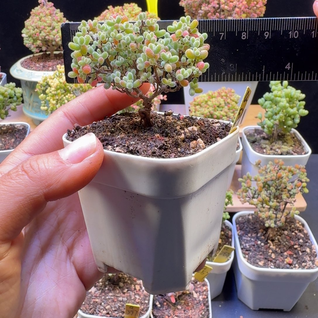 a52号橘子糖冠服6厘米左右