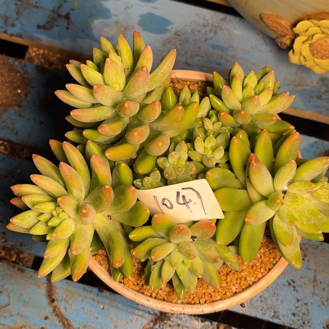 1047阿蒂斯托美人多肉植物