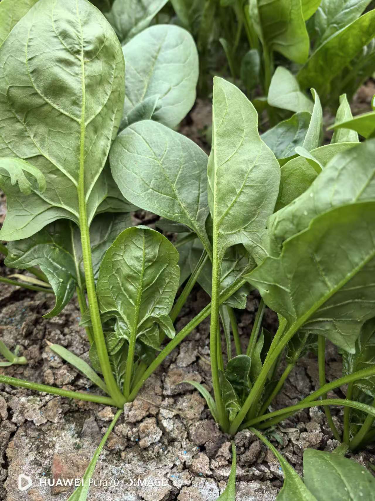 现拔农家牛粪小菠菜2斤【好东西】【好东西】