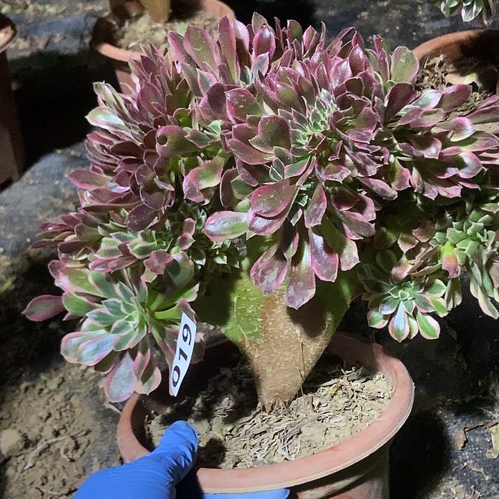 019欧若拉缀化老板子