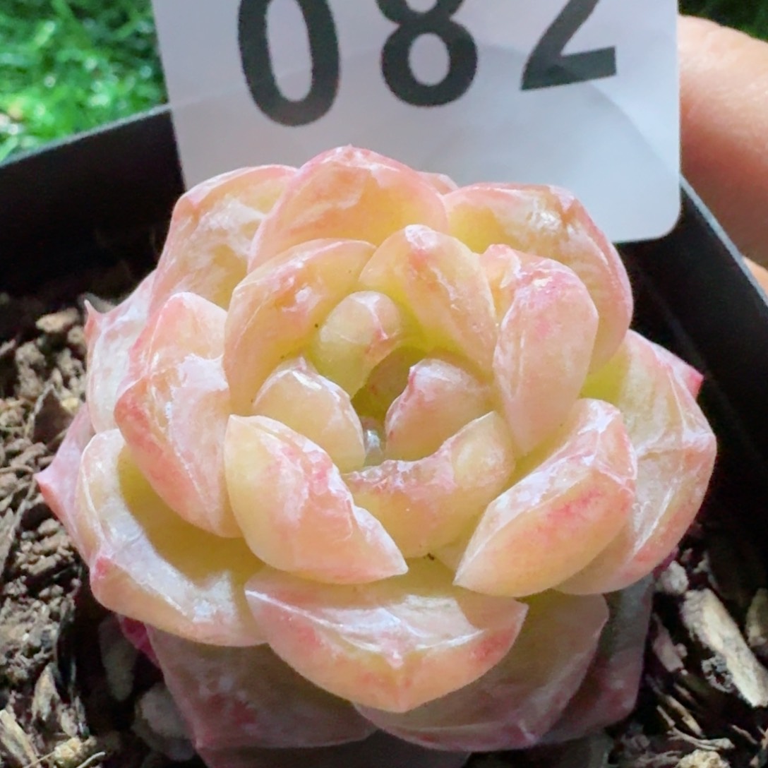 石化霜花         精品多肉