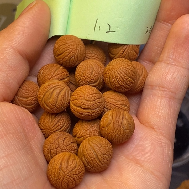 吊坠桃核秦岭龙纹桃核12