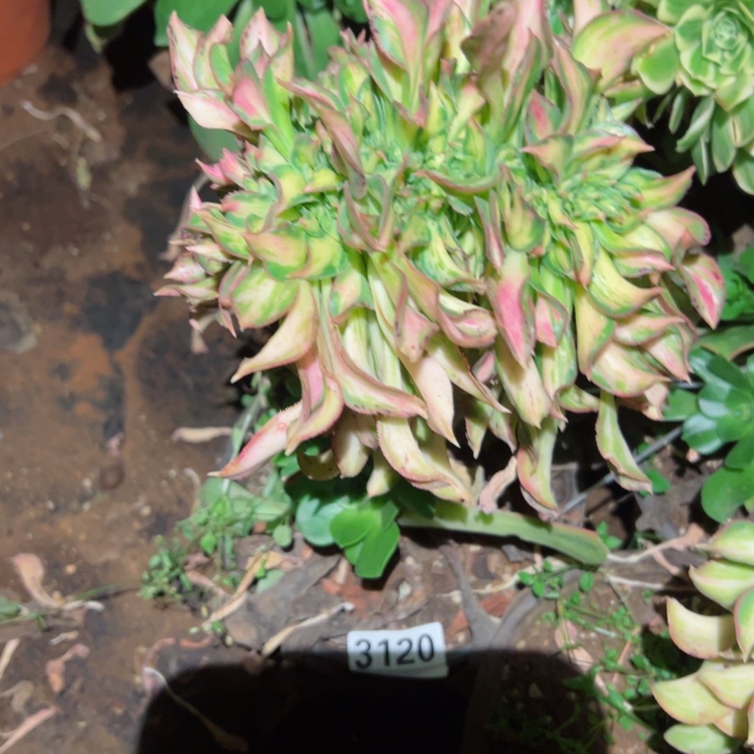 我3120 号多肉植物法师新年福利