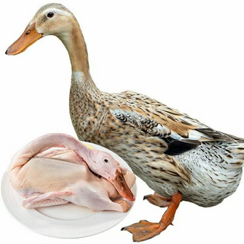 农村散养土鸭麻鸭番鸭土鸡直播间一物一拍改价上链接