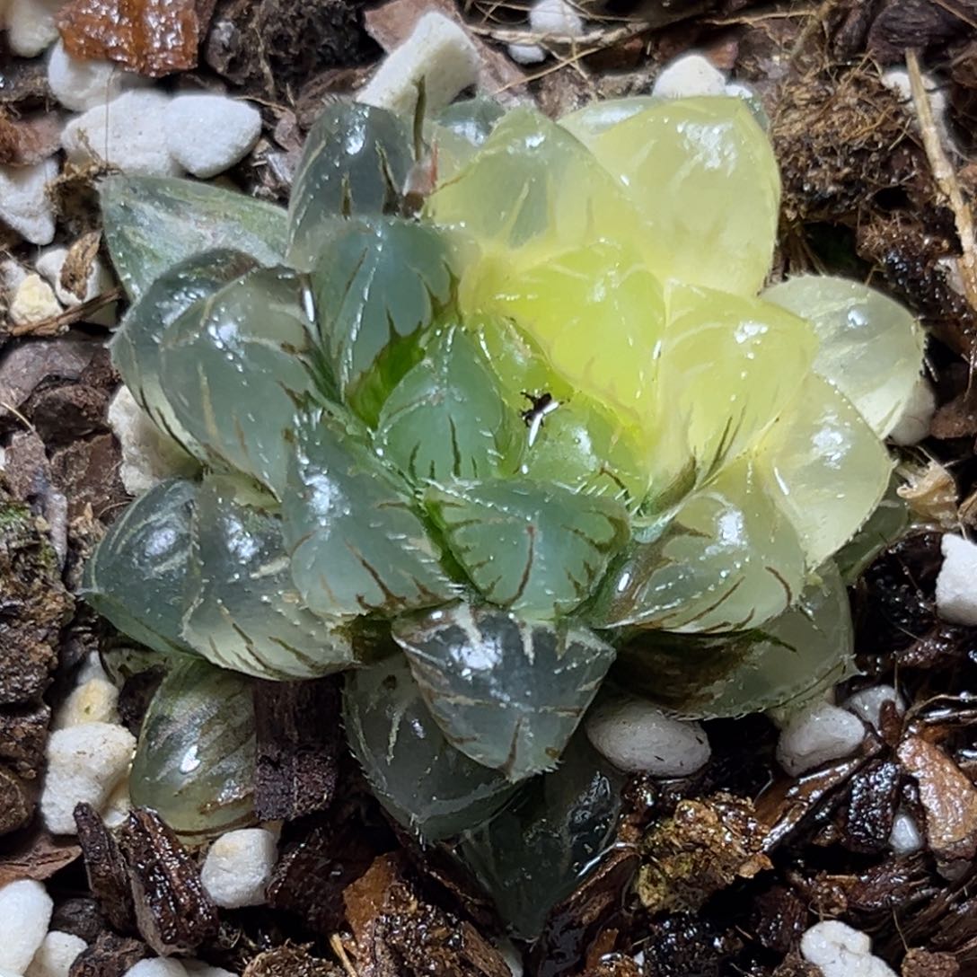 恭喜发财大吉大利980