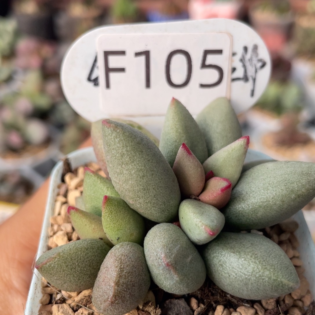        白糖豆。 F105。     