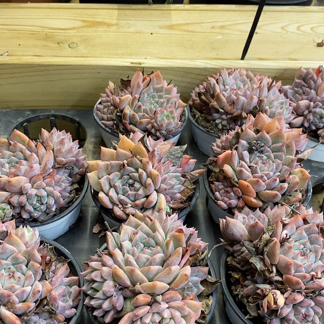 116霜花群生 福利多多