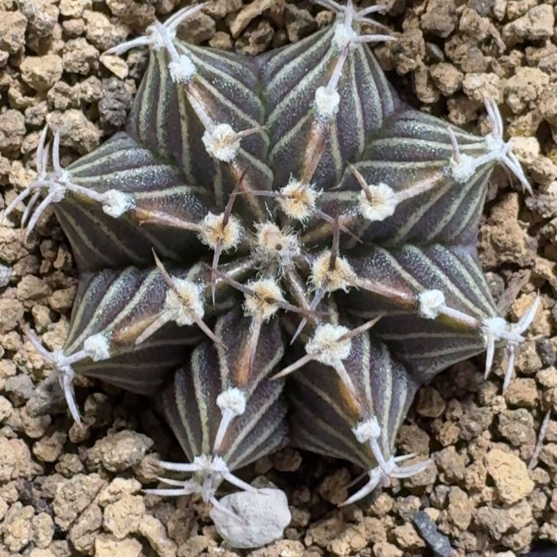 米哈实生自然锦黑斑马28