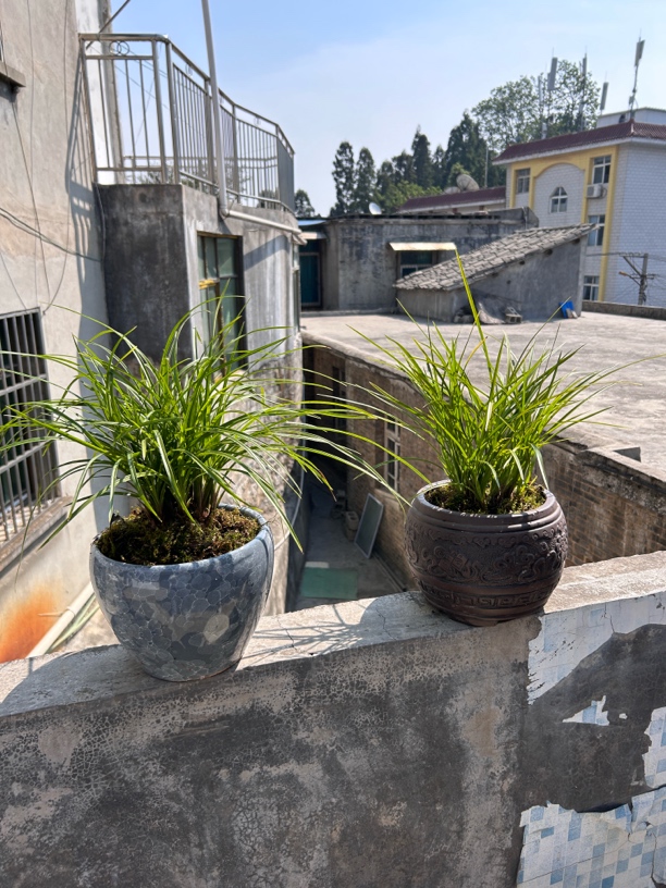 会会家莲瓣兰花盆景草，苗型飘逸漂亮，花香色美，8到9苗随机发货