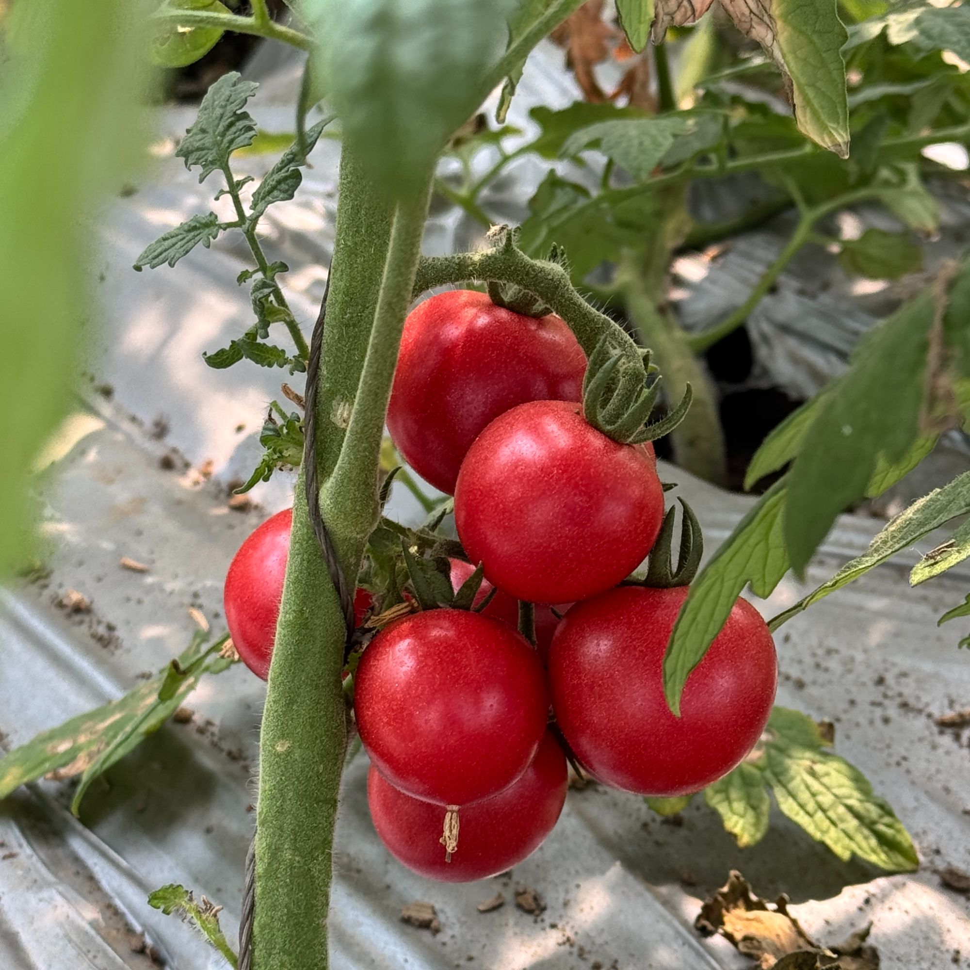 生态种植-靓贝小番茄  2500g/箱