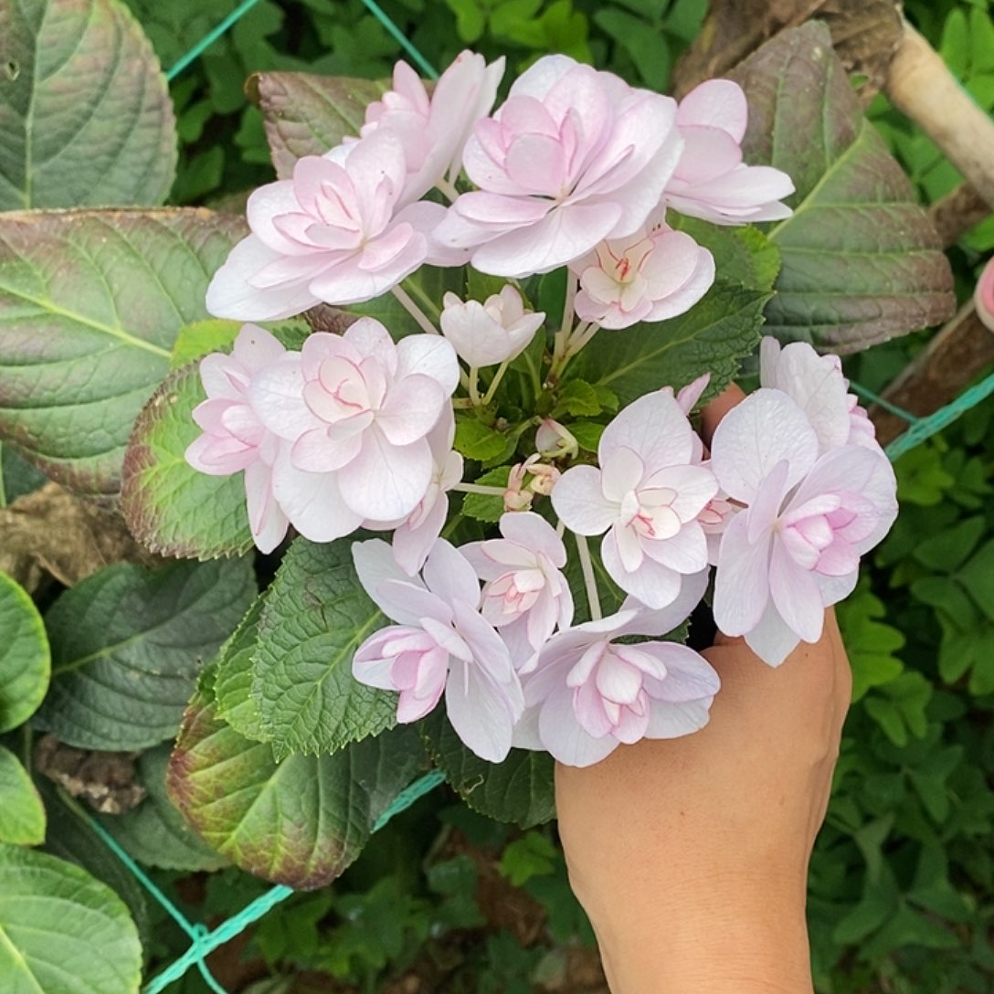 28号绣球/有色差介意勿拍/3单顺丰冷链包邮/偏远补运费发德邦