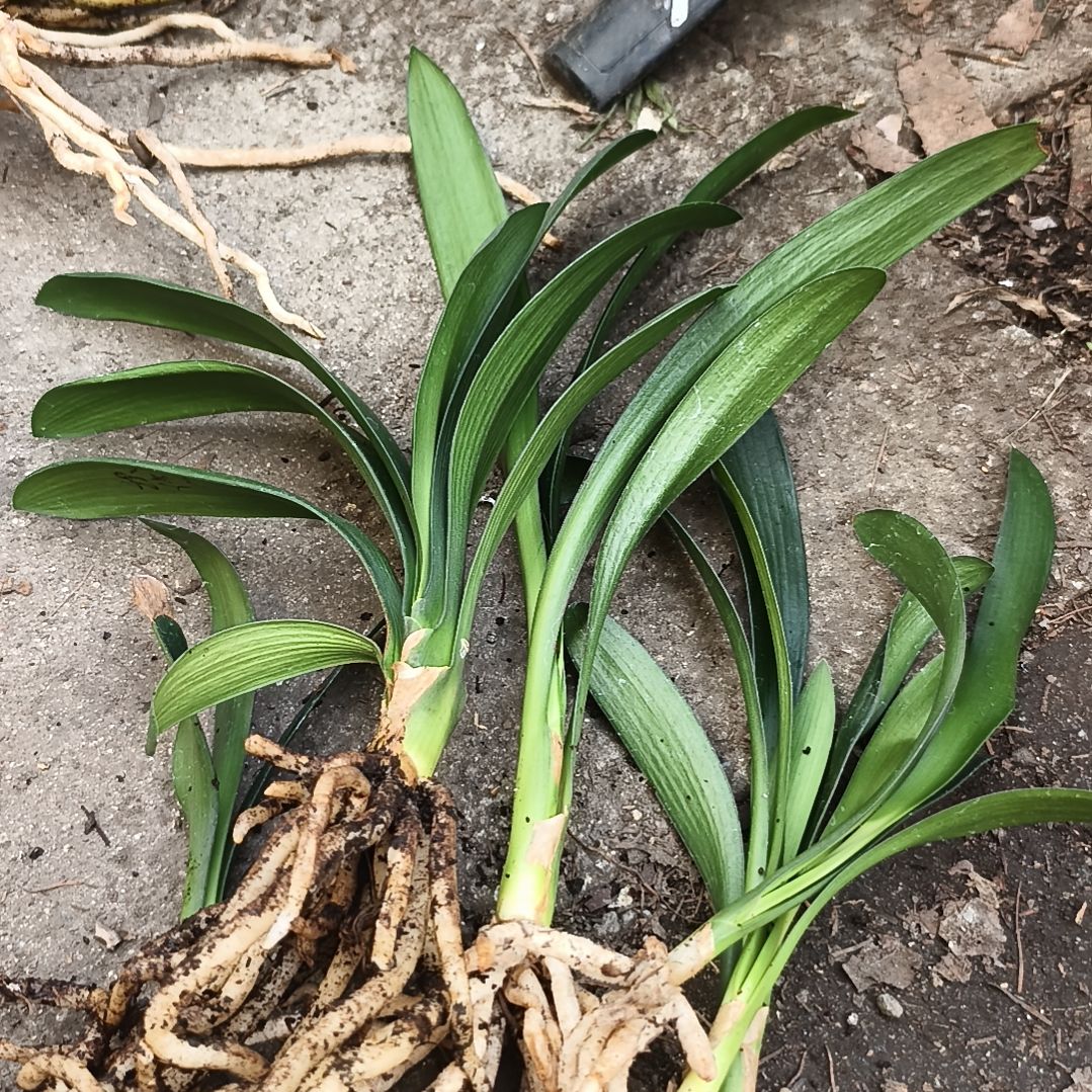 做****完全开放盲盒苗六棵