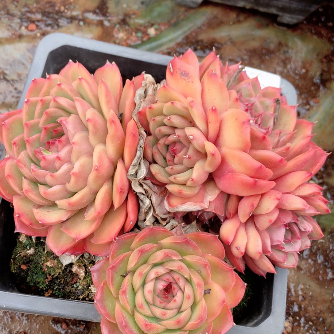 8474杂交多肉植物