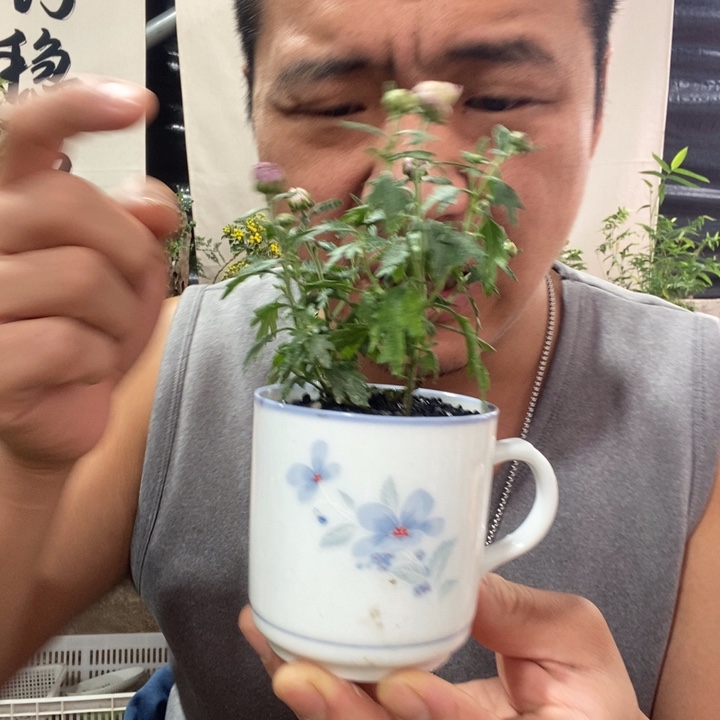 以实际为准退款拉黑拉黑162文竹