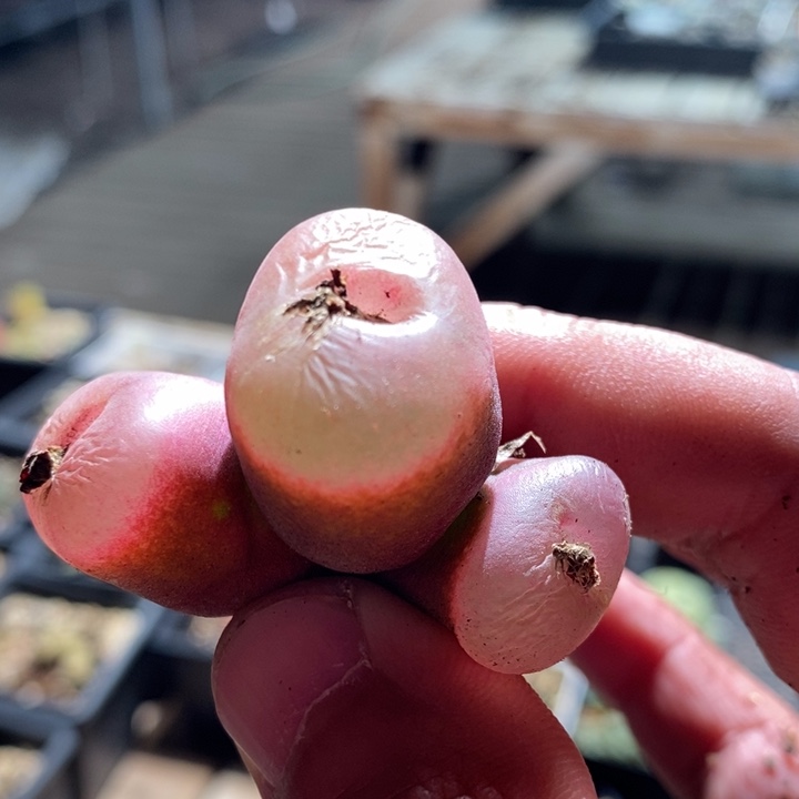 5-146有伤一个一个