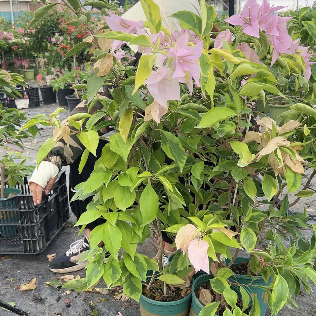 当前无花栽培后可以开花金边新加坡宫粉一棵