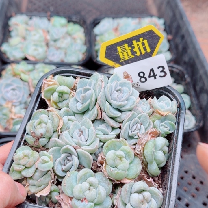 多肉植物多肉植物