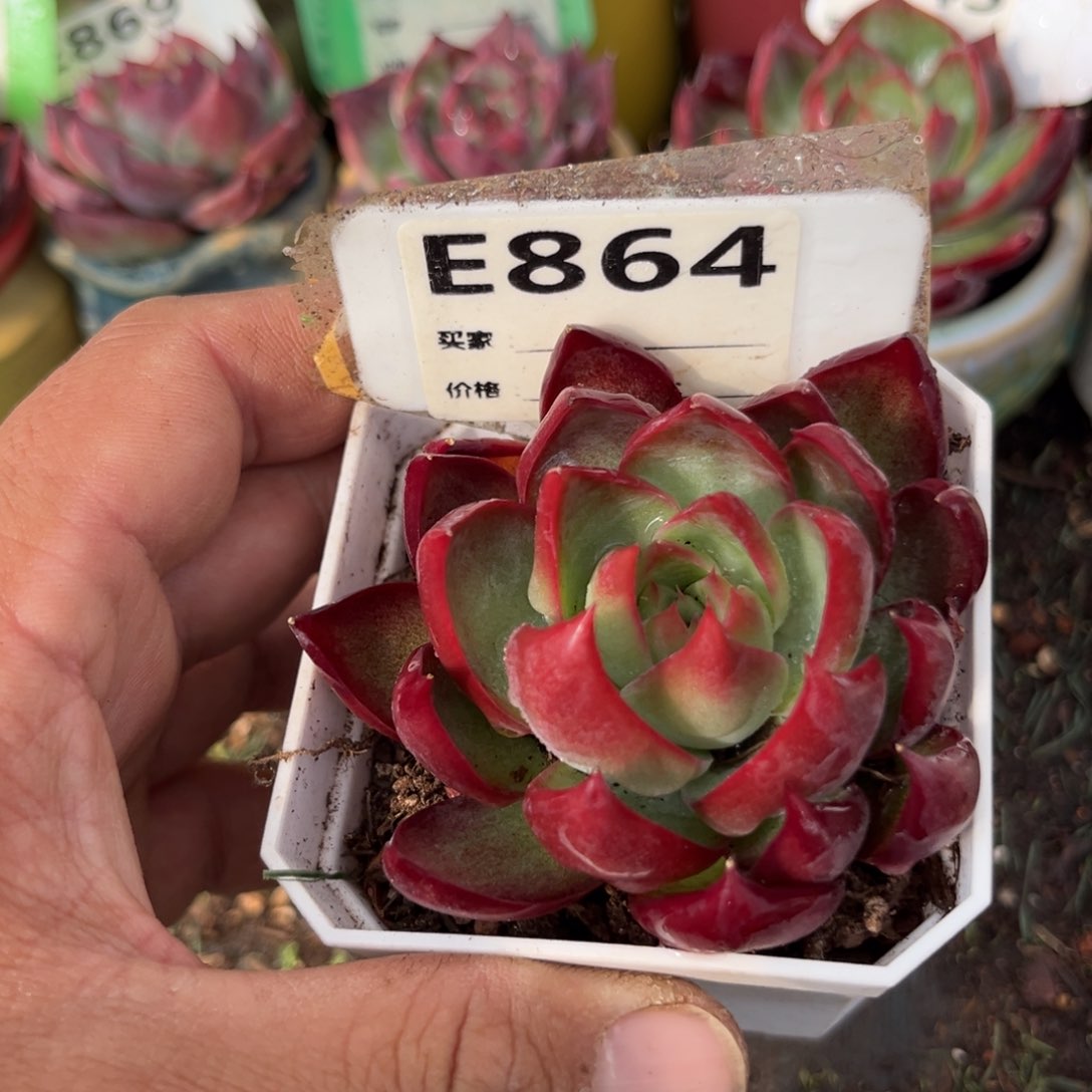 惊鸿一瞥864号多肉