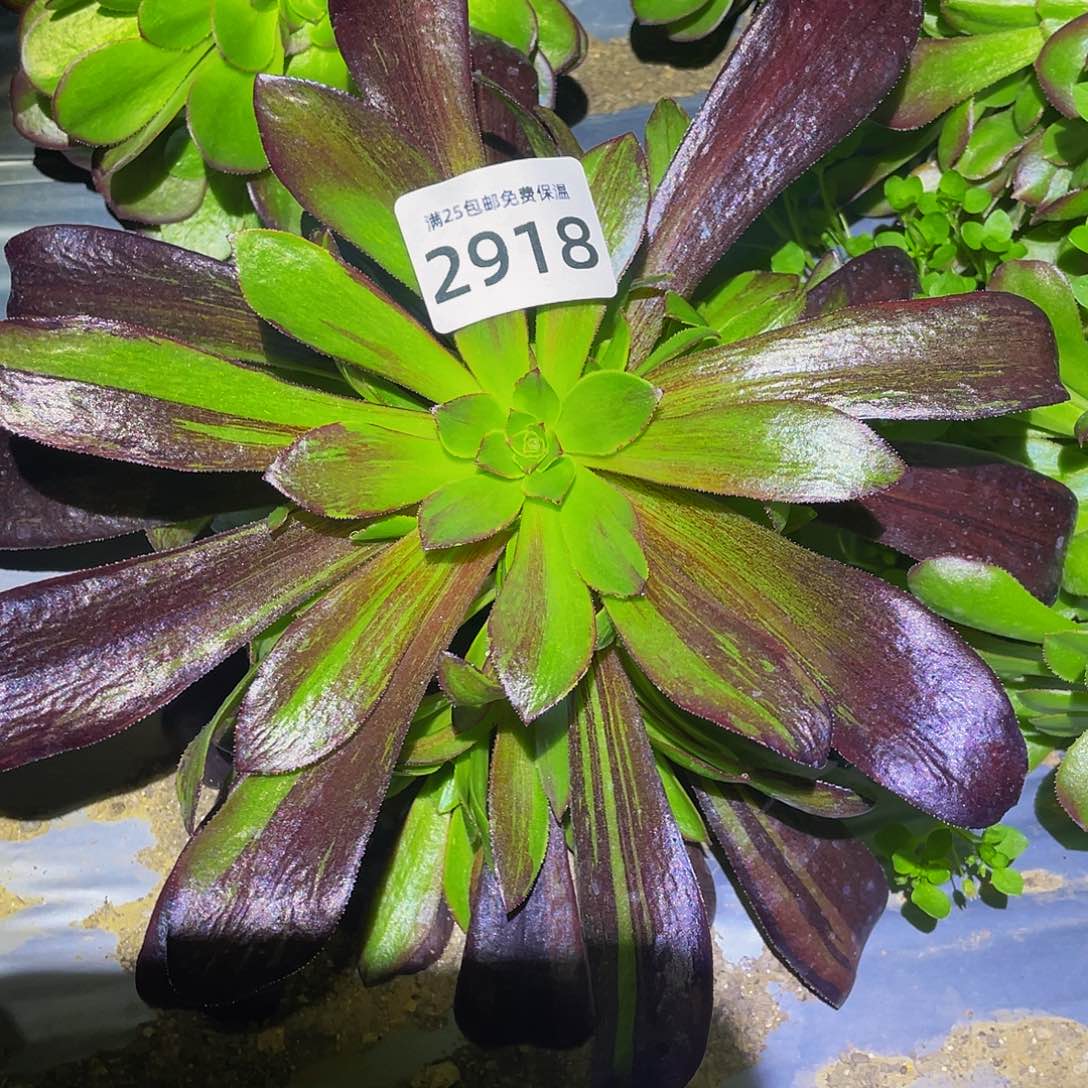 2918欧若拉多肉植物