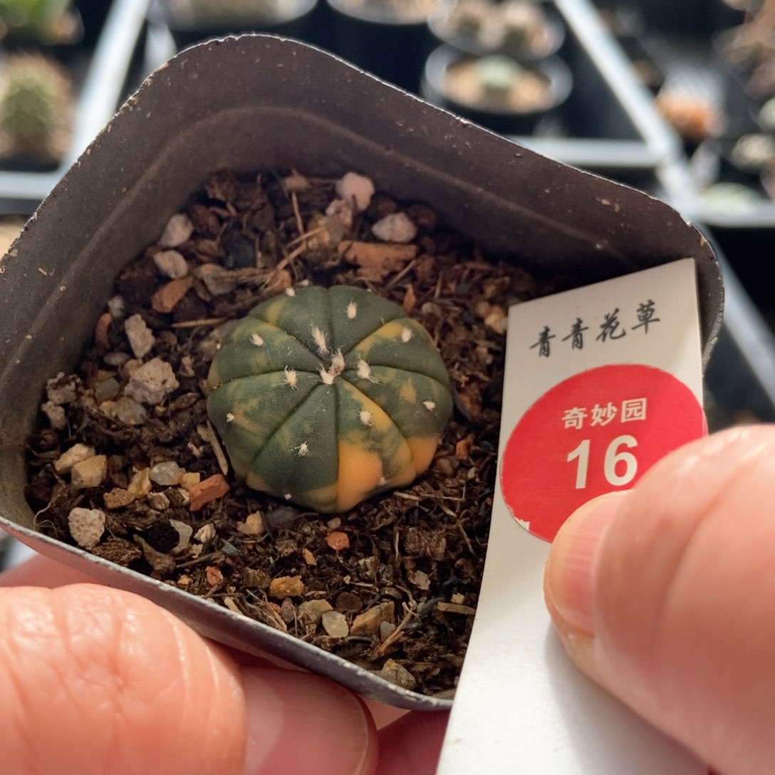 兜锦一颗仙人球2.5cm
