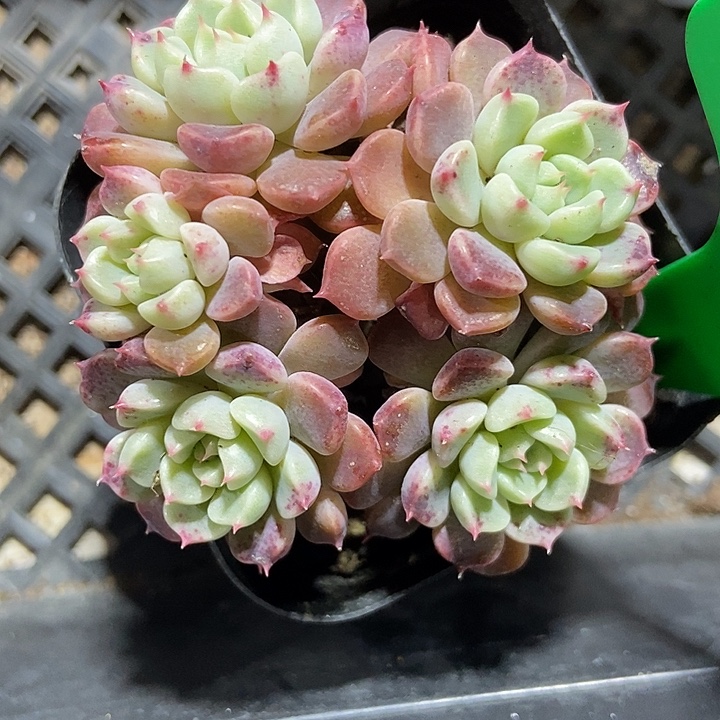 多肉植物奶油泡泡988