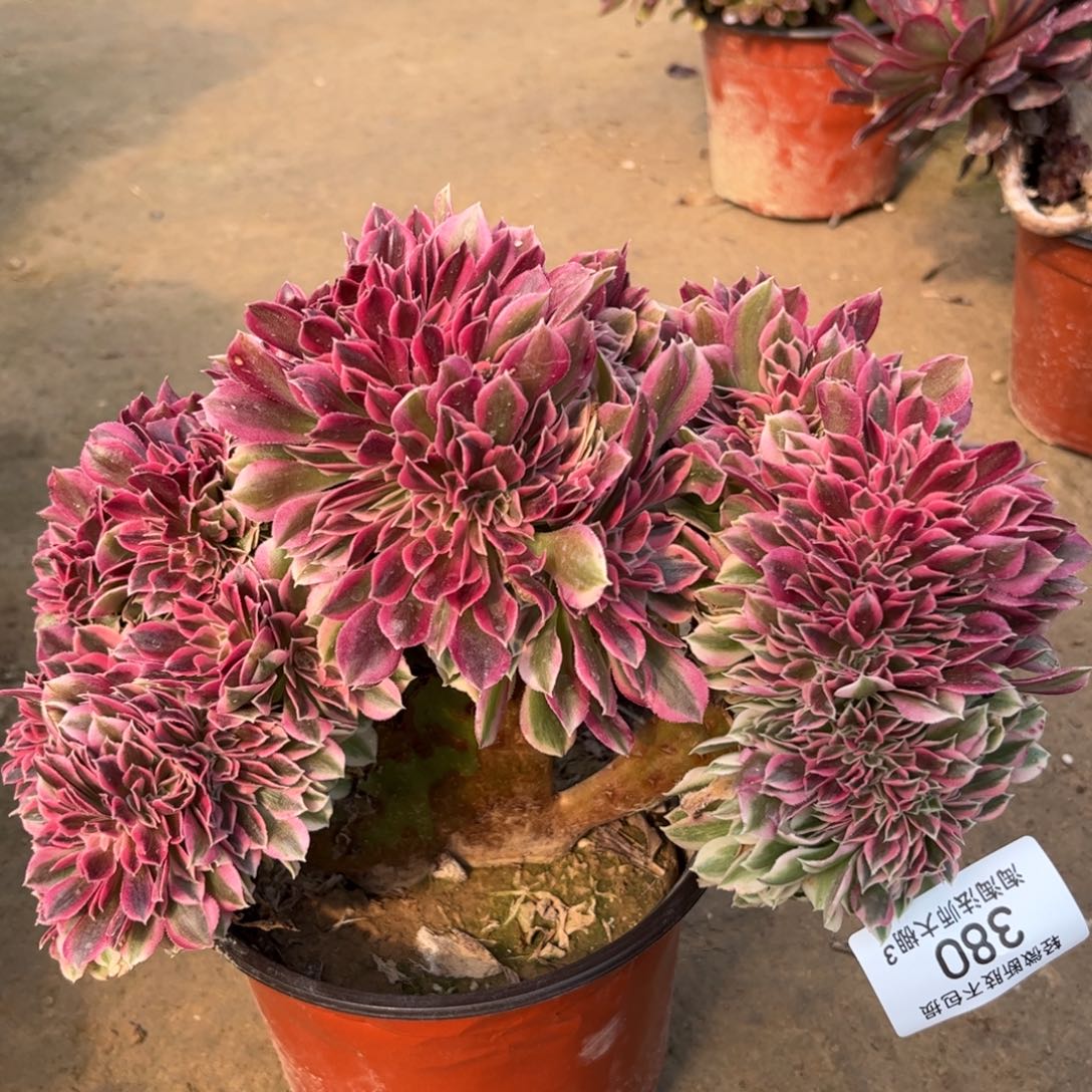 380粉女巫缀化多肉植物