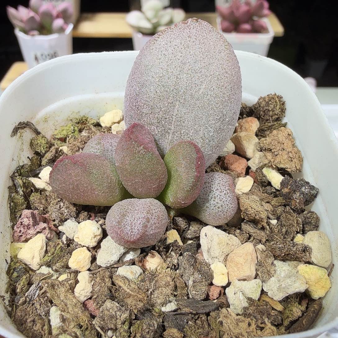 甜心水泡多肉植物