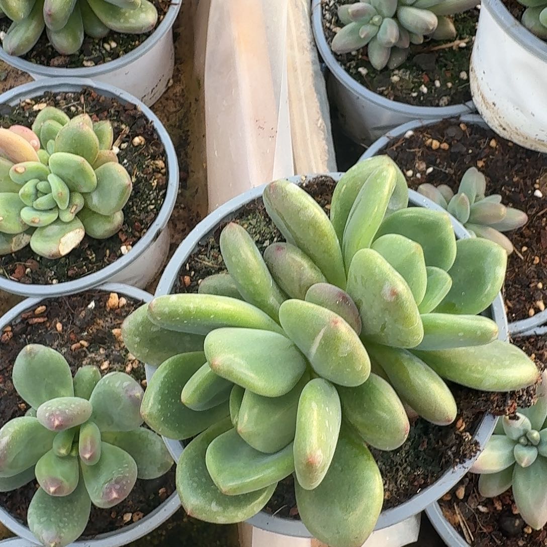 大***狮橘络双头多肉植物