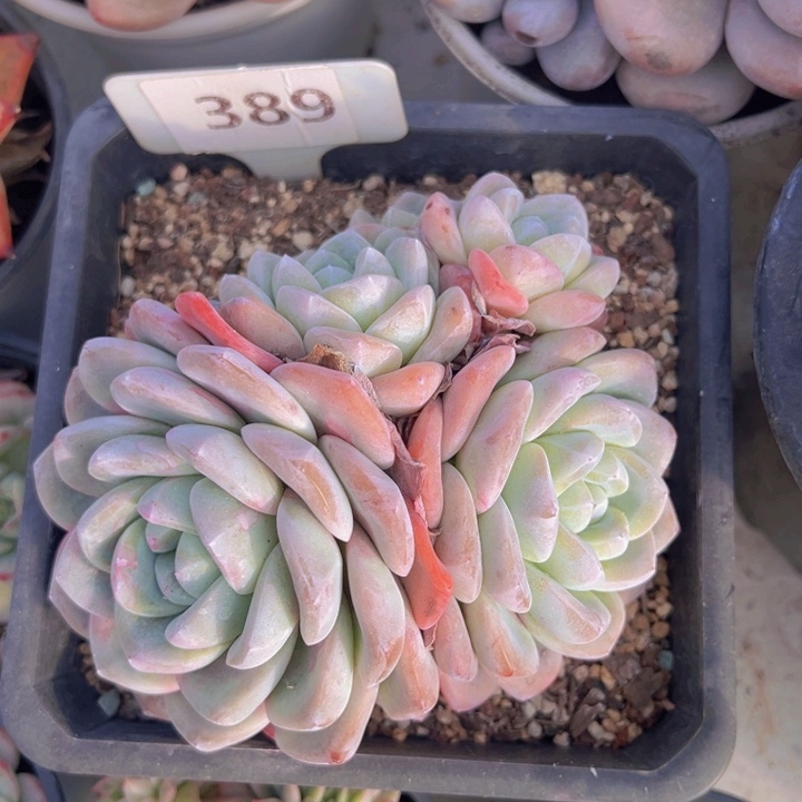 健健康康平平安安