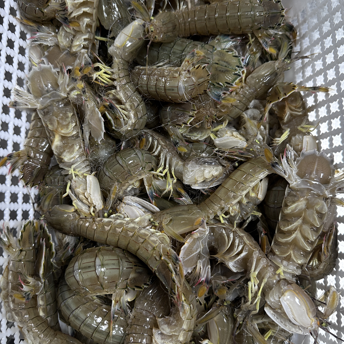 二界沟虾爬子，保鲜不保活（嫌小勿拍