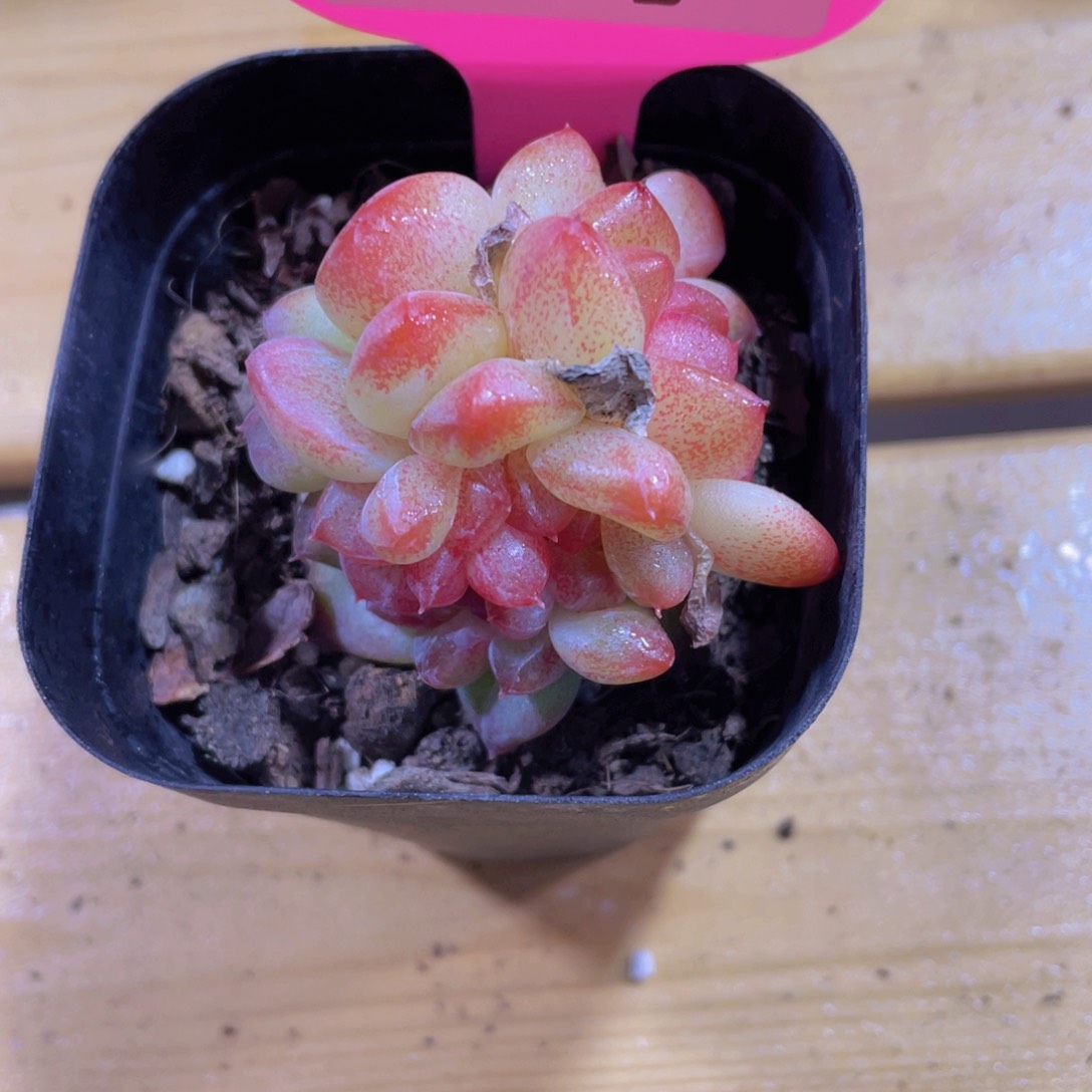 549号 龙头琥珀缀化