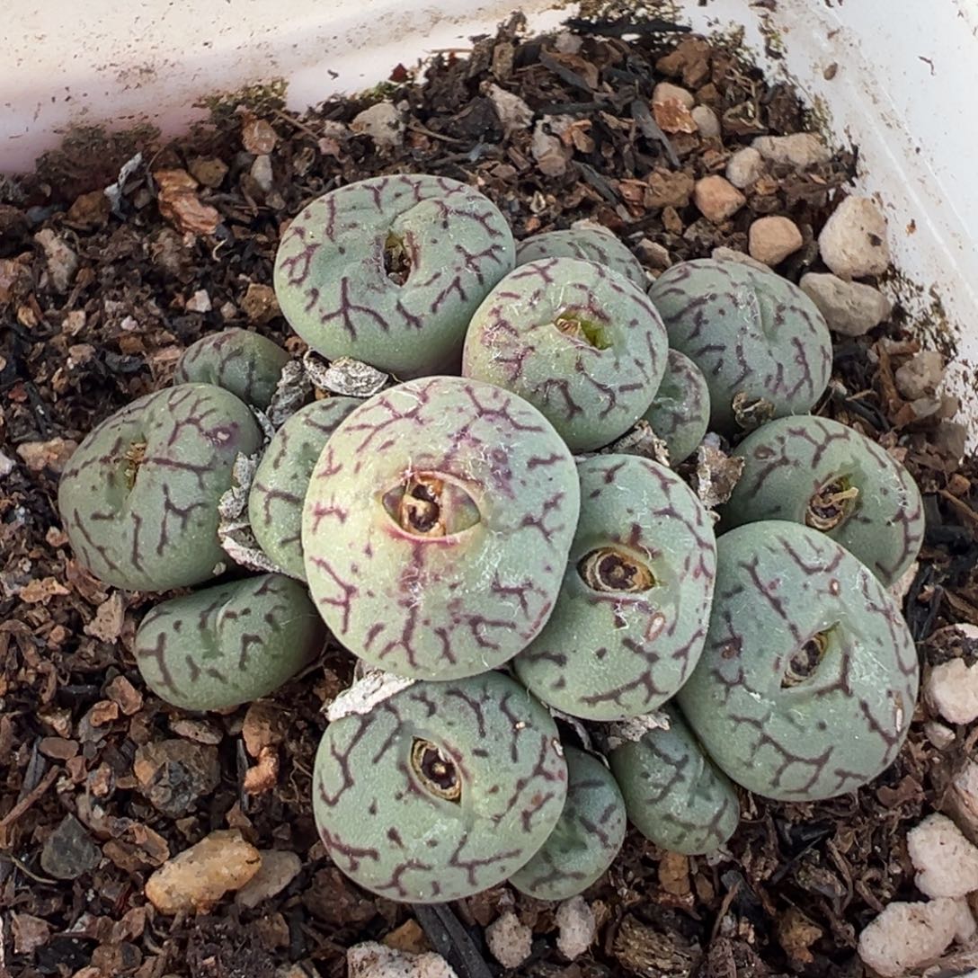 652多肉植物种类多样