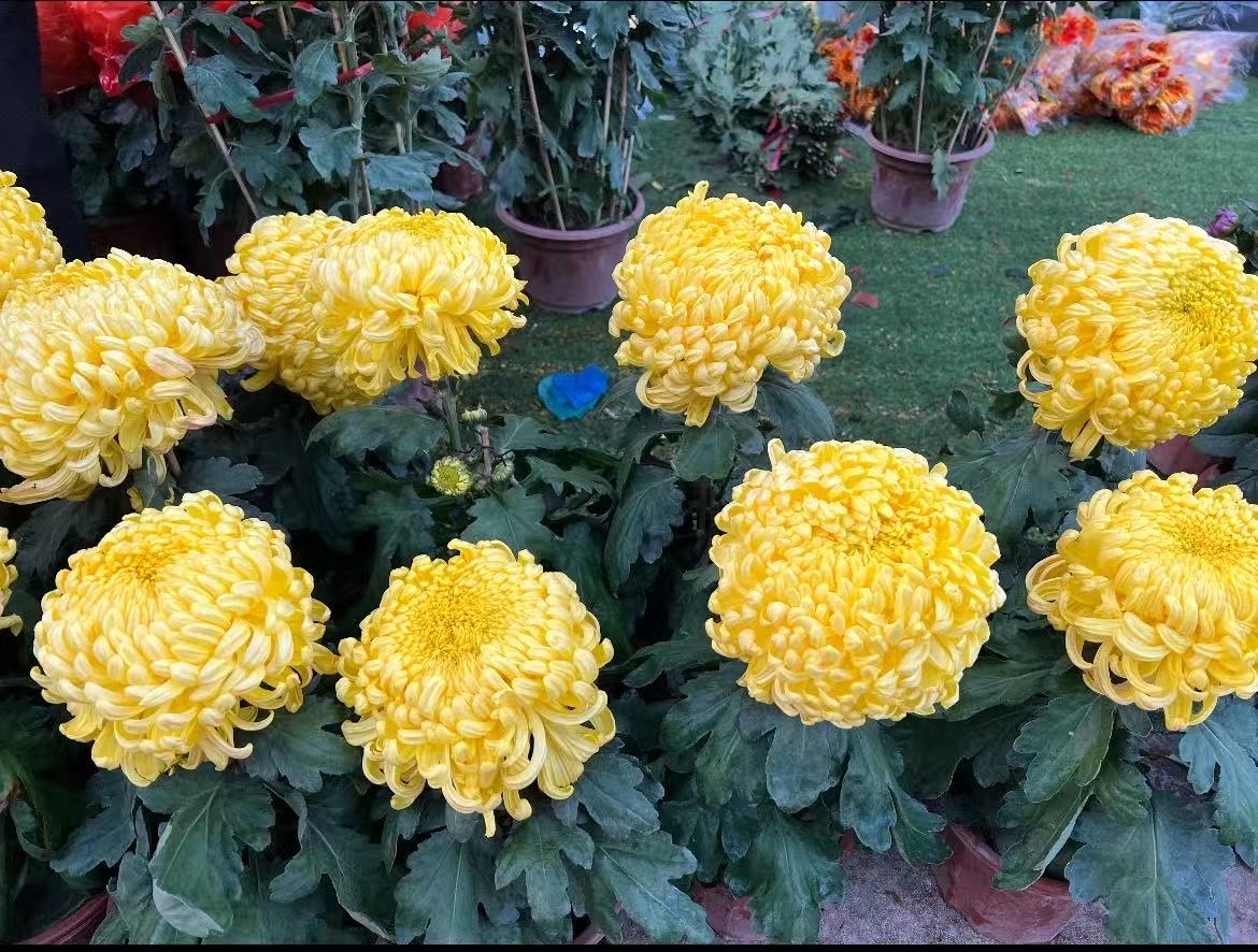 九月菊【金越山】独本菊花盆栽 大花富贵菊  好养活