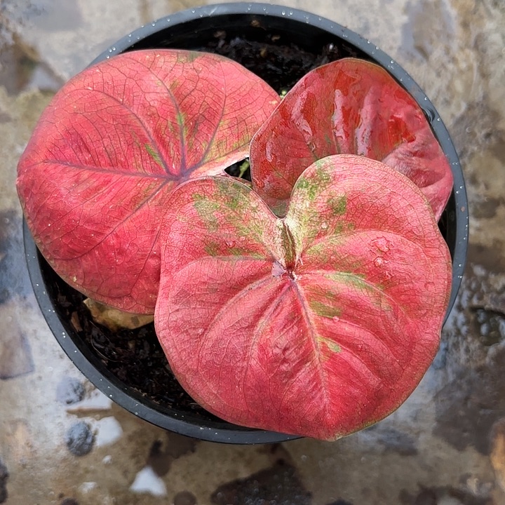 菁****59-1227彩叶芋广东现货