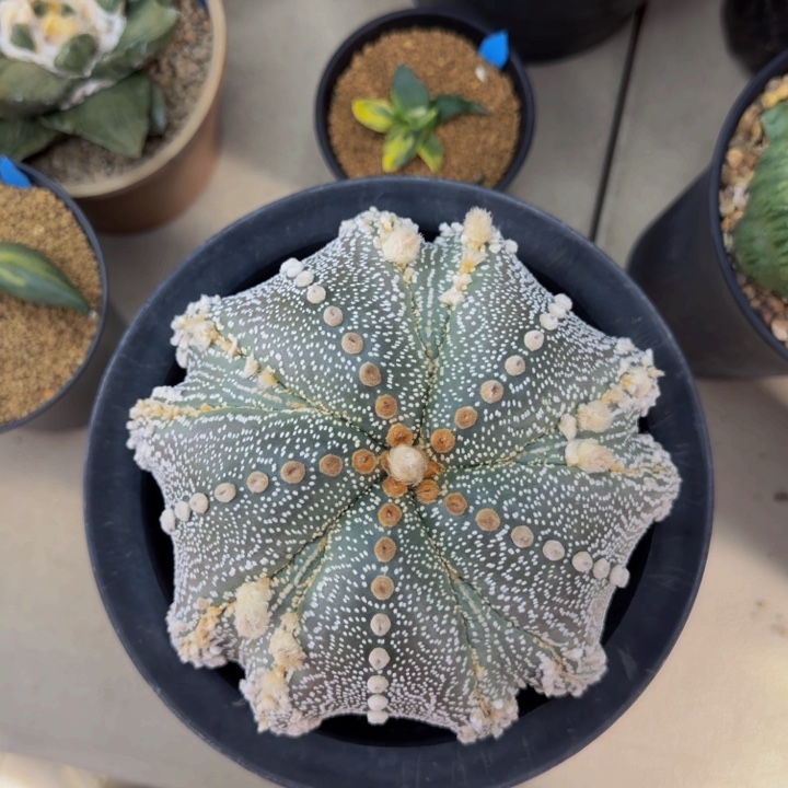 天花板紫肌蝴蝶花园17cm