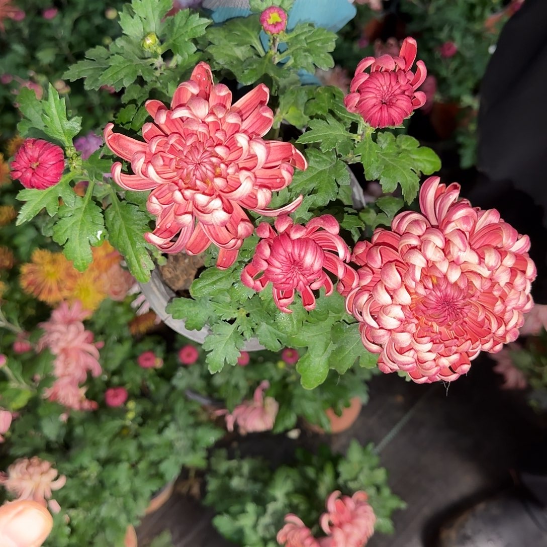 全部花朵兼六红生花苞一颗