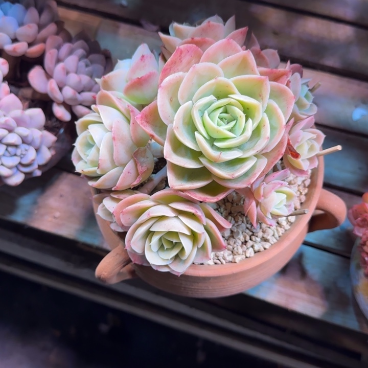 新娜塔手捧多肉植物cgchvg