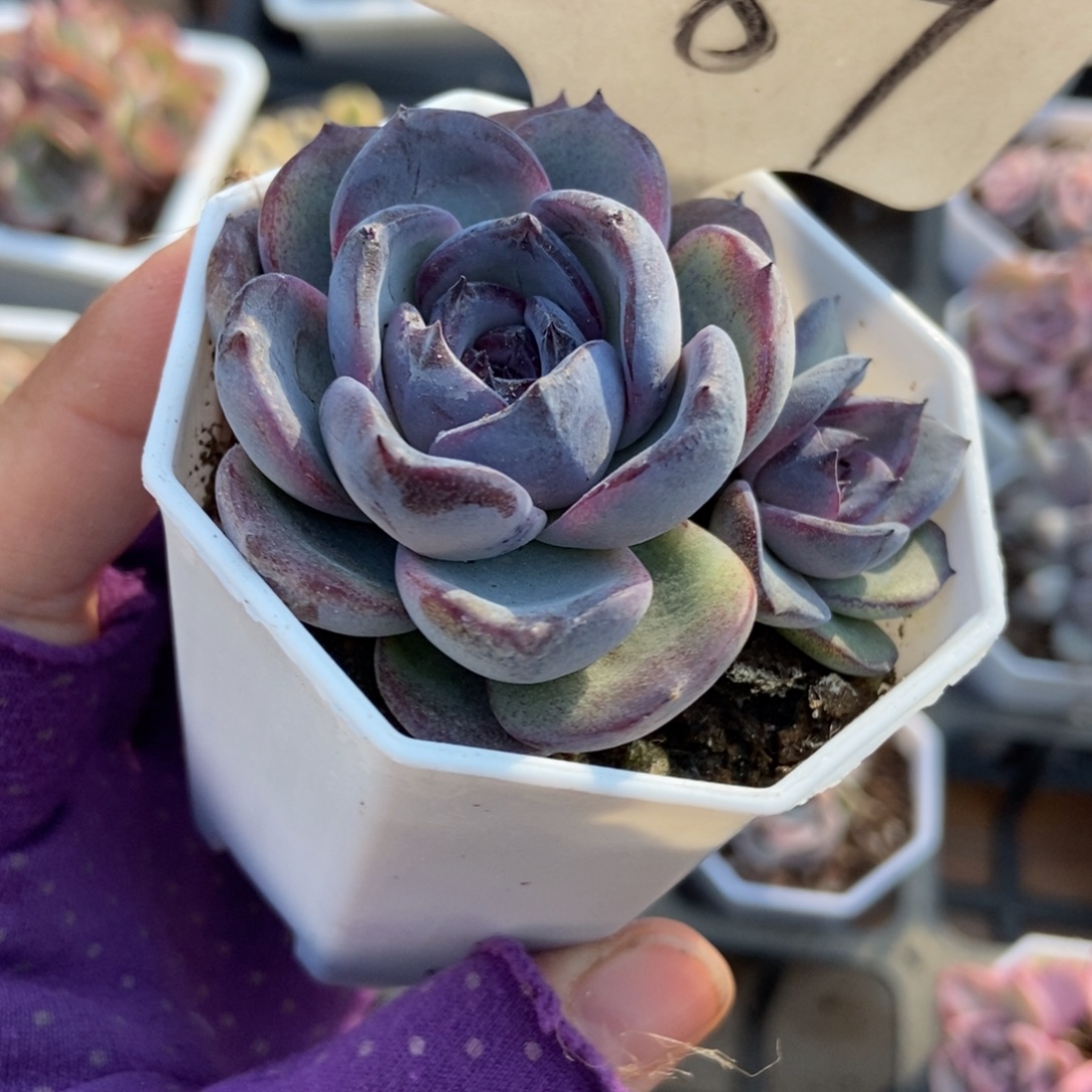 587黑橙多肉植物多肉