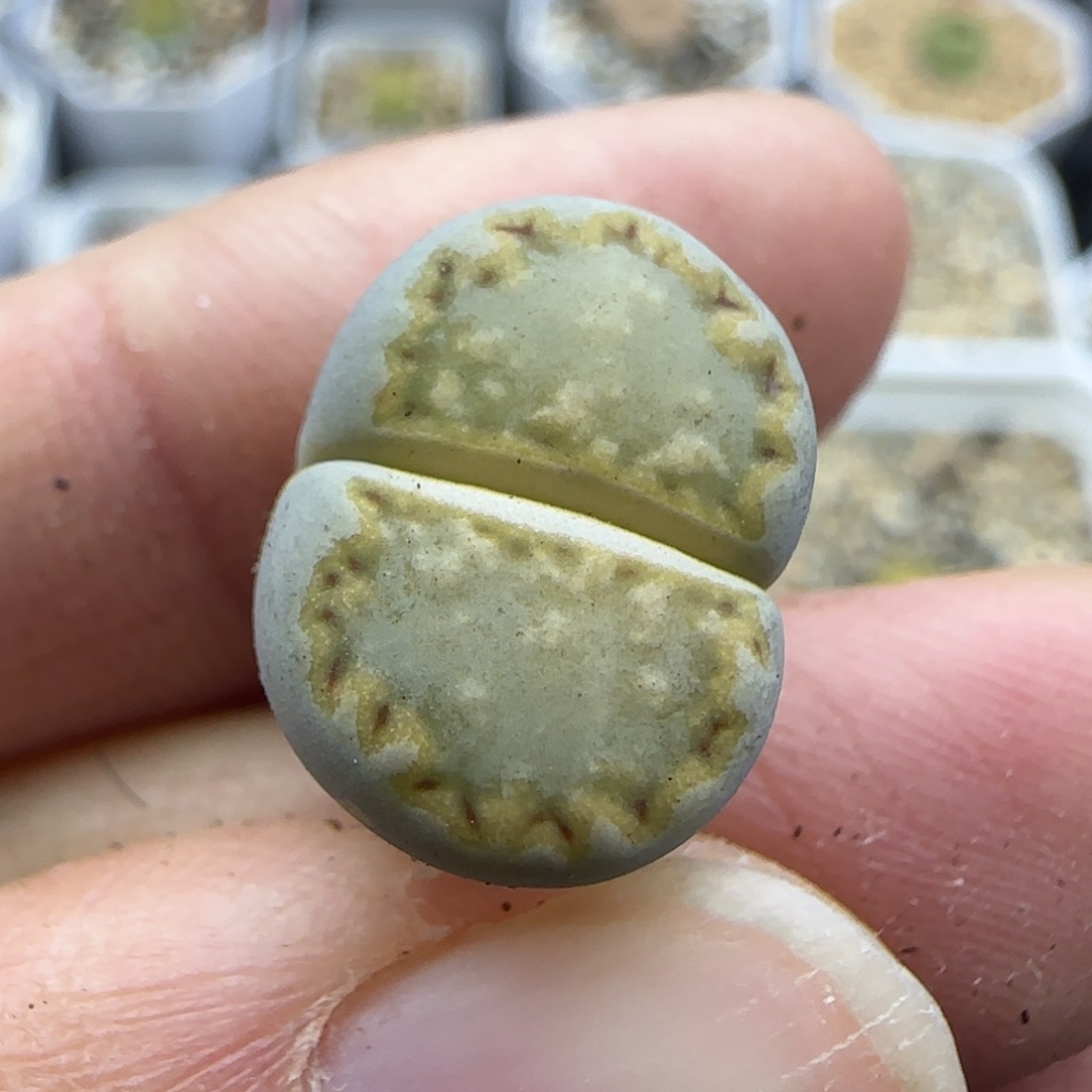 672金边饼干清框福利30包邮