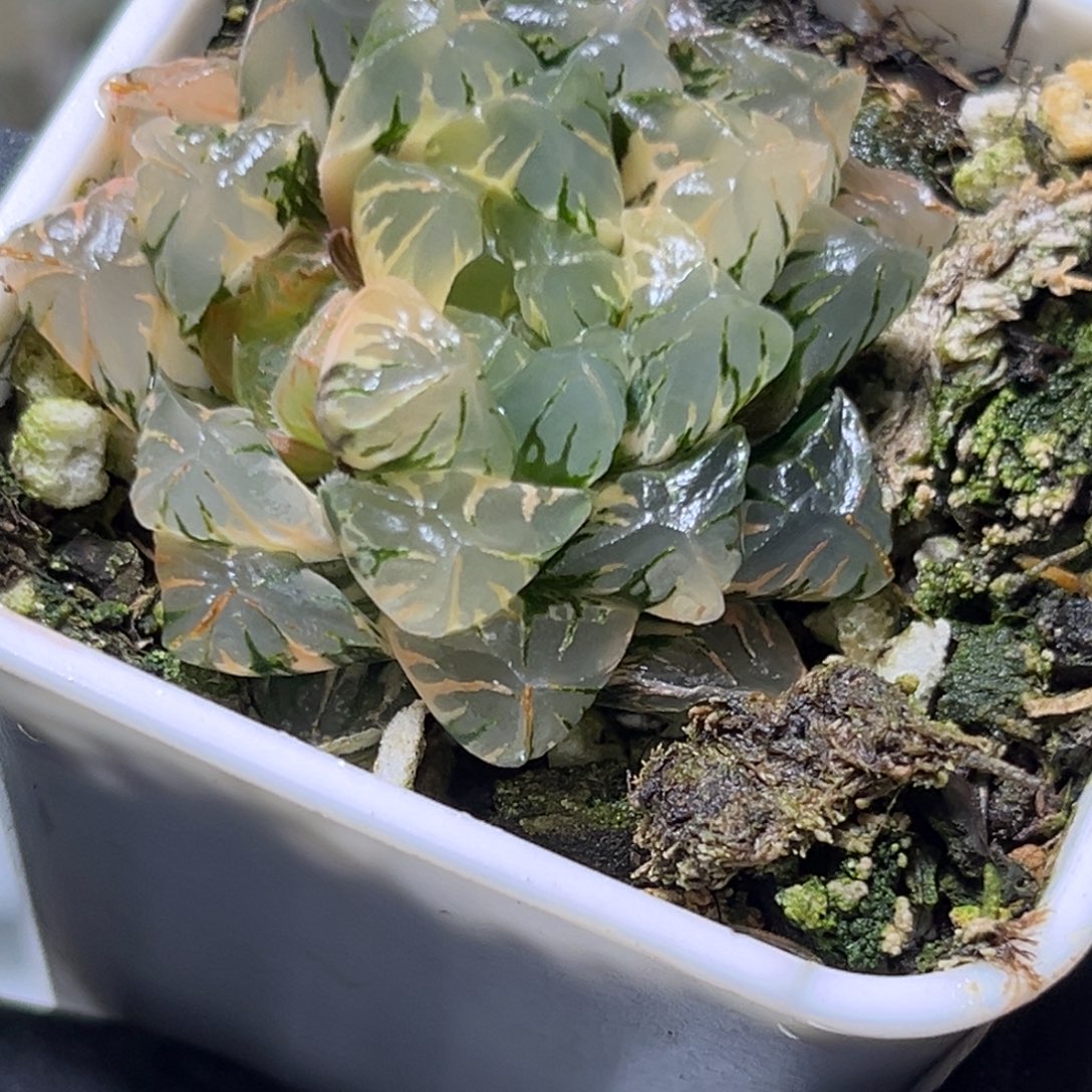 恭喜发财大吉大利0489