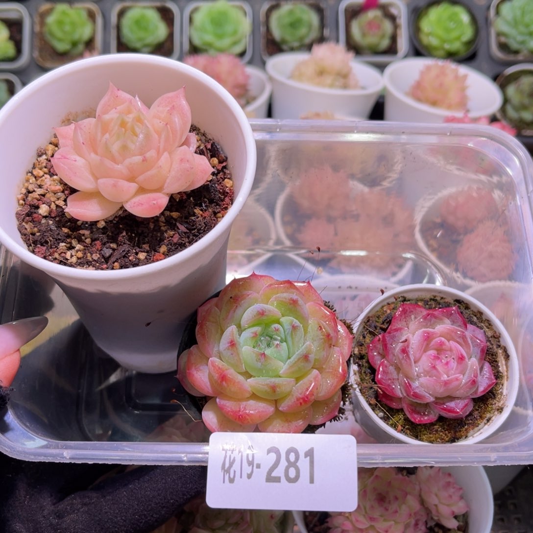 花利美19-281框拍3颗