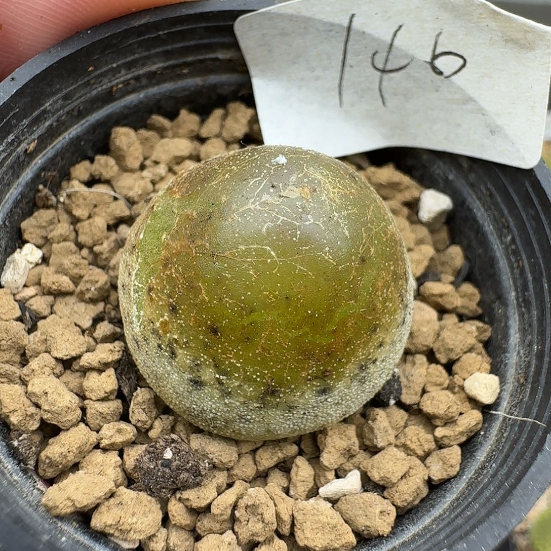 146多肉哈哈哈哈哈哈哈哥哥