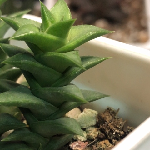 松挲掌侧牙现砍无根哈哈哈