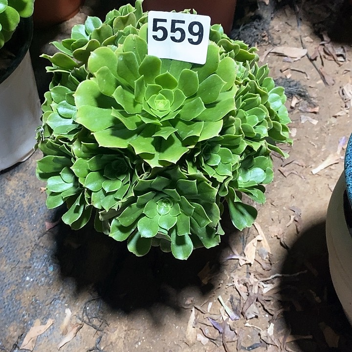 法师植物一物一拍559