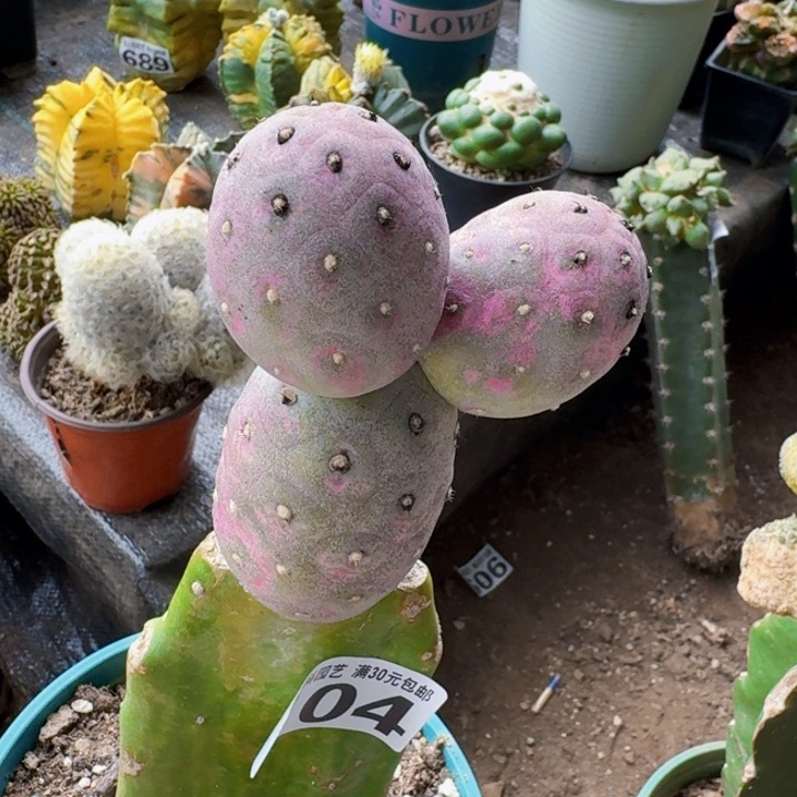 104紫皮无刺习仙人球