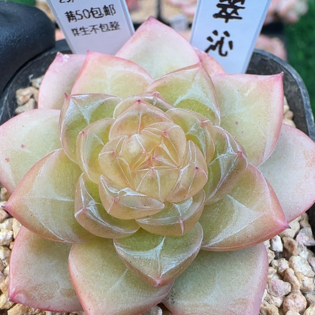 091   翠沁    5厘米盆